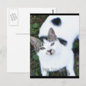 猫クール一匹 ポストカード (正面/裏面)