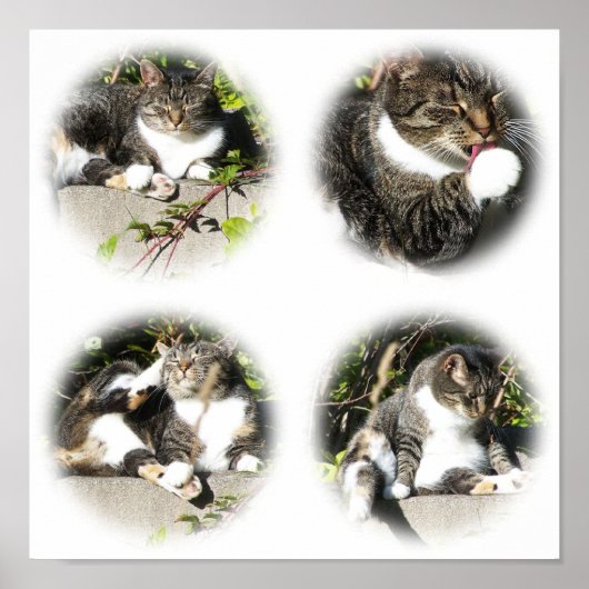 猫コラージュプリント ポスター (正面)