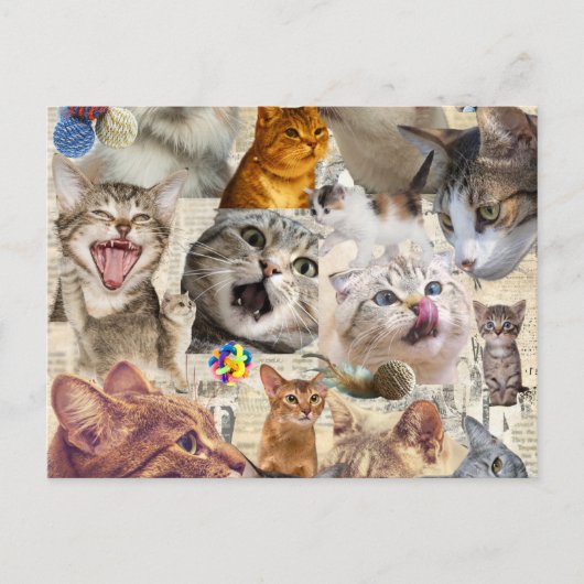 猫コラージュ ポストカード (正面)