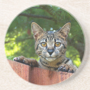 猫シリーズ コースター