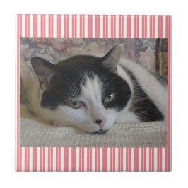 猫セラミッストライプのクタイル タイル