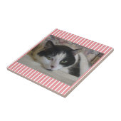 猫セラミッストライプのクタイル タイル (側面)