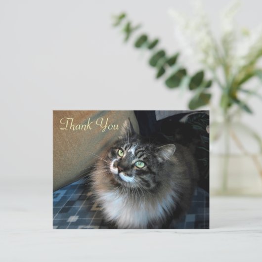 猫ゾロありがとうポストカード ポストカード (スタンド正面)