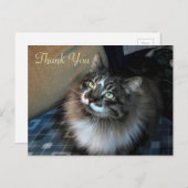 猫ゾロありがとうポストカード ポストカード (正面/裏面)