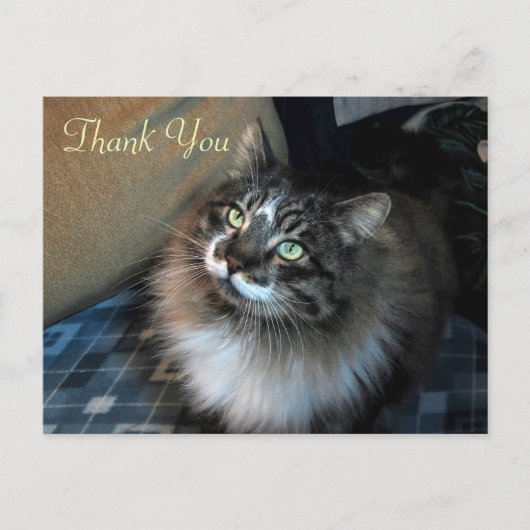猫ゾロありがとうポストカード ポストカード (正面)