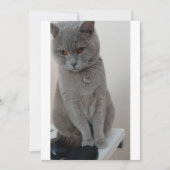 猫テスト 招待状 (正面)