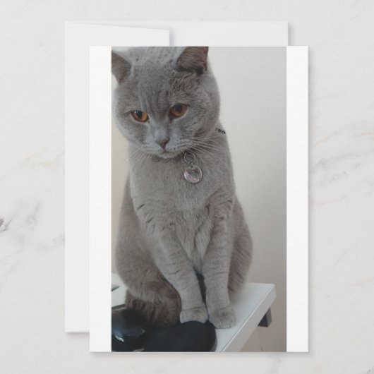 猫テスト 招待状 (正面)