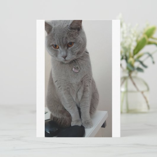 猫テスト 招待状 (スタンド正面)