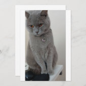 猫テスト 招待状 (正面/裏面)