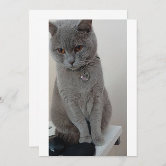 猫テスト 招待状 (正面/裏面)