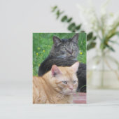 猫デュオ ポストカード (スタンド正面)