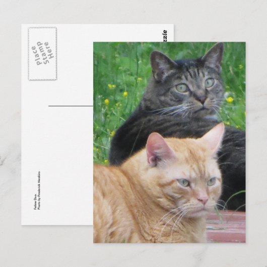 猫デュオ ポストカード (正面/裏面)