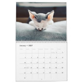 猫ナッピング写真ウォールカレンダー カレンダー (1月 2027)