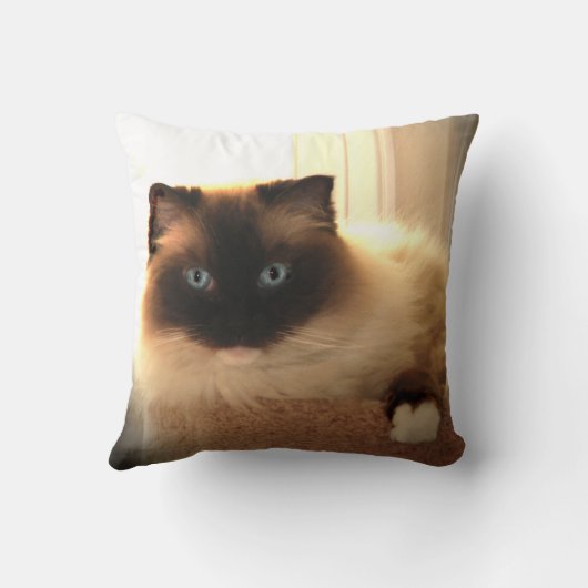 猫ネコのラグドール青い目の枕 クッション (裏面)