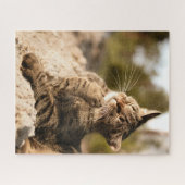 猫パズル猫写真動物写真猫 ジグソーパズル (横)