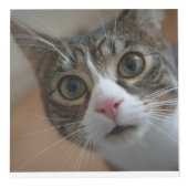 猫パーソナライズされたや犬のペットの形見 フォトキューブ (右)