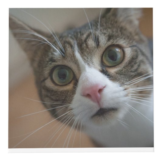 猫パーソナライズされたや犬のペットの形見 フォトキューブ (右)