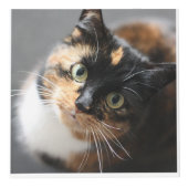 猫パーソナライズされたや犬のペットの形見 フォトキューブ (正面)