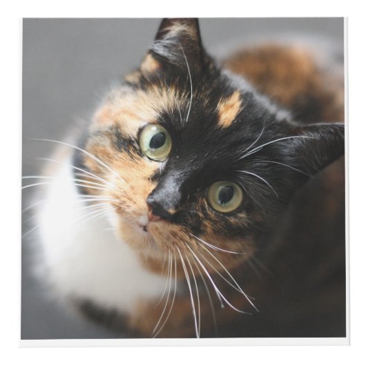 猫パーソナライズされたや犬のペットの形見 フォトキューブ (正面)