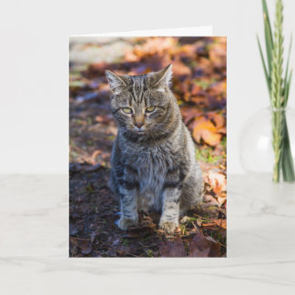 猫ファンキー折りグリーティングカード カード