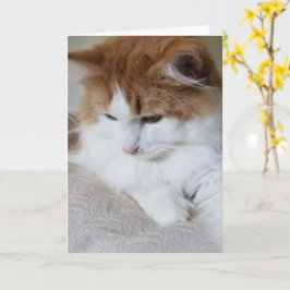 猫ファンシー子猫 カード