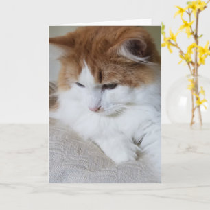 猫ファンシー子猫 カード