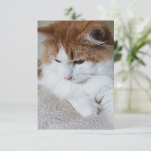 猫ファンシー子猫 カード (スタンド正面)