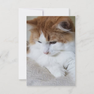 猫ファンシー子猫 カード