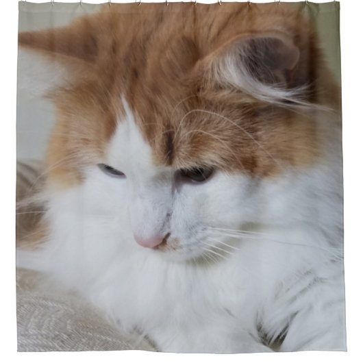 猫ファンシー子猫 シャワーカーテン (正面)