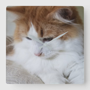 猫ファンシー子猫 スクエア壁時計