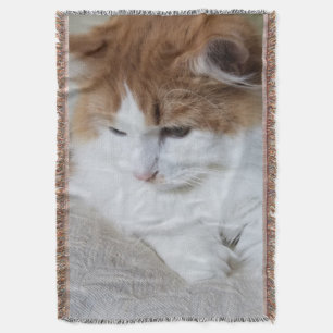 猫ファンシー子猫 スローブランケット