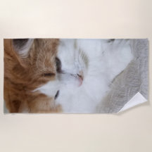 猫ファンシー子猫