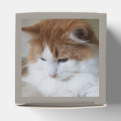 猫ファンシー子猫 フェイバーボックス (上部)