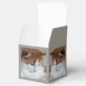 猫ファンシー子猫 フェイバーボックス (オープン)