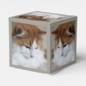 猫ファンシー子猫 フェイバーボックス (裏面サイド)