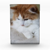 猫ファンシー子猫 フォトブロック (正面)