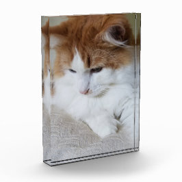 猫ファンシー子猫 フォトブロック