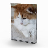 猫ファンシー子猫 フォトブロック (右)