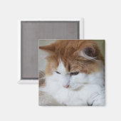 猫ファンシー子猫 マグネット (正面/裏面)