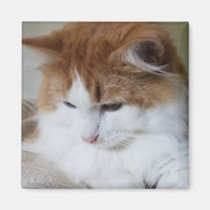 猫ファンシー子猫 マグネット