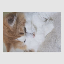 猫ファンシー子猫 薄葉紙