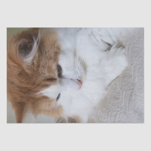 猫ファンシー子猫 薄葉紙 (正面)