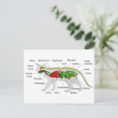 猫フェリス・シルベストリスの全身解剖学 ポストカード (スタンド正面)