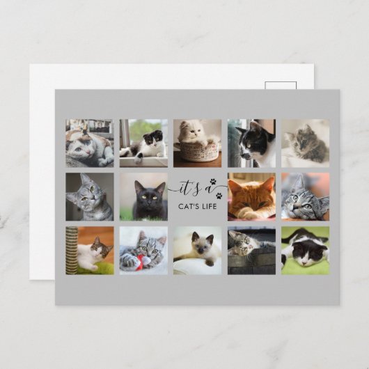 猫フォトコラージュと前刷り ポストカード (正面/裏面)