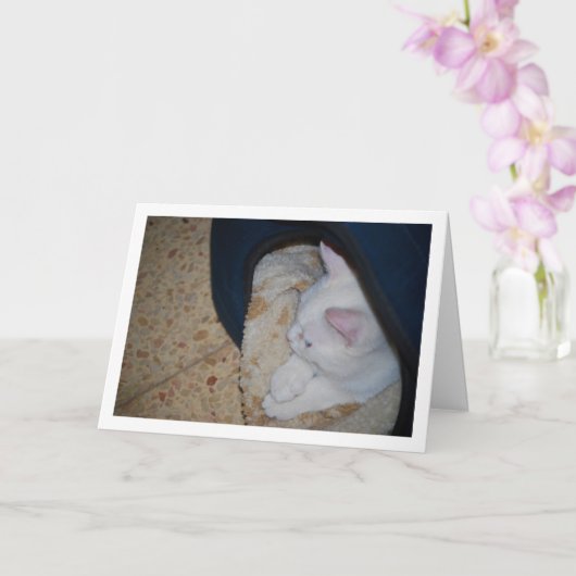 猫ベッドの白い子猫 カード (蘭)