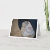 猫ベッドの白い子猫 カード (正面)
