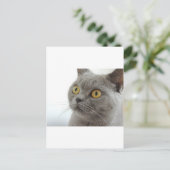 猫ペット動物の不機嫌な顔の平和の愛の運命 ポストカード (スタンド正面)