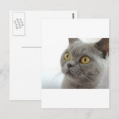 猫ペット動物の不機嫌な顔の平和の愛の運命 ポストカード (正面/裏面)
