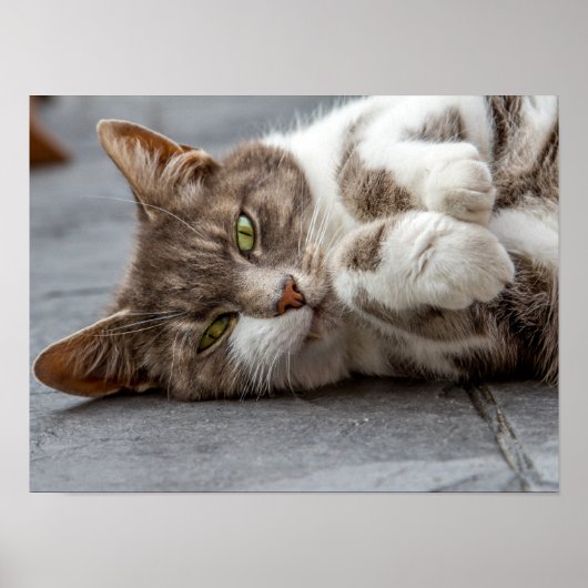 猫ポスター/プリント ポスター (正面)