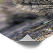 猫ポスター ポスター (角)